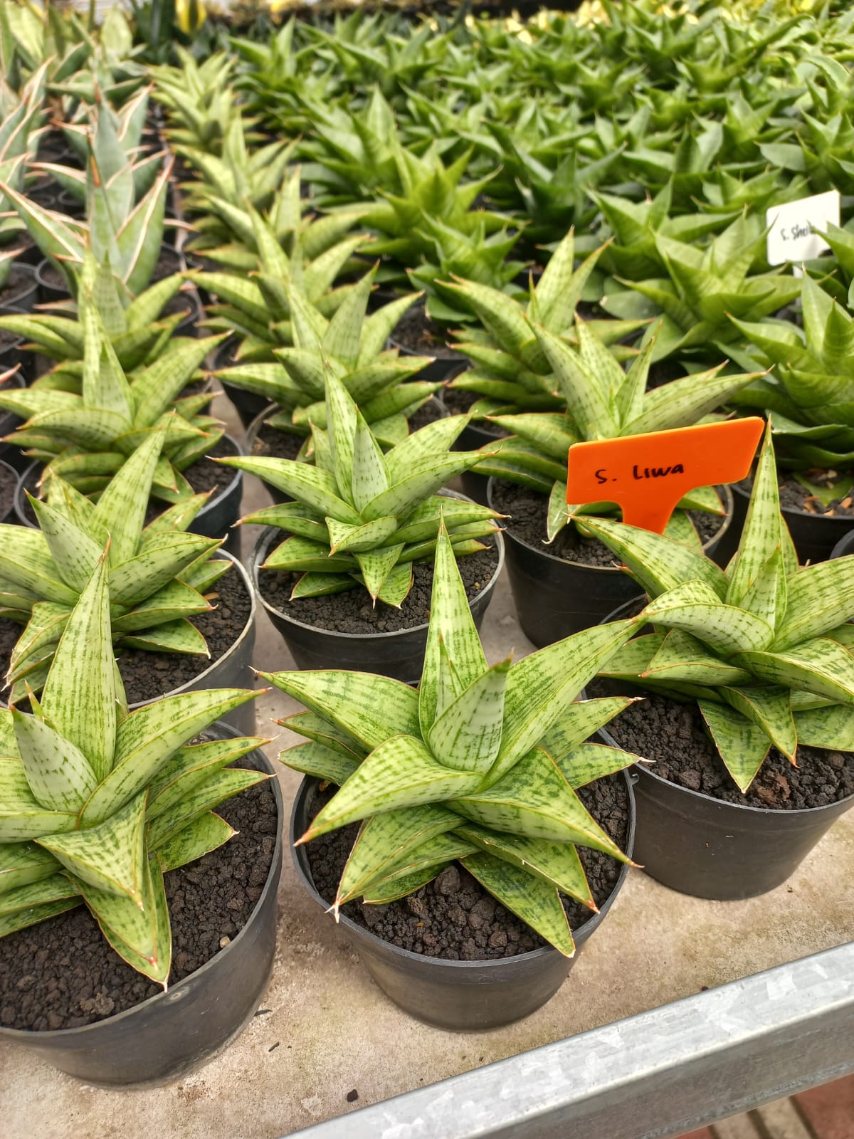 Sansevieria Liwa