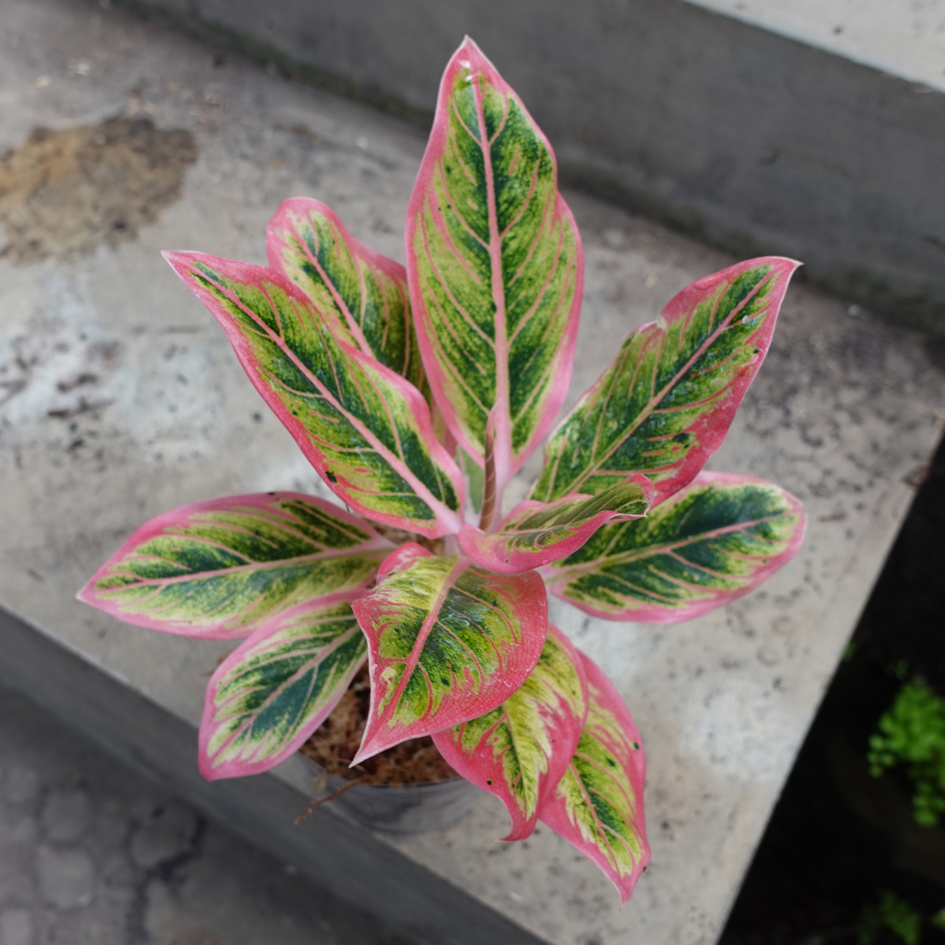 Aglaonema Lotus Delight