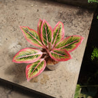 Aglaonema Lotus Delight