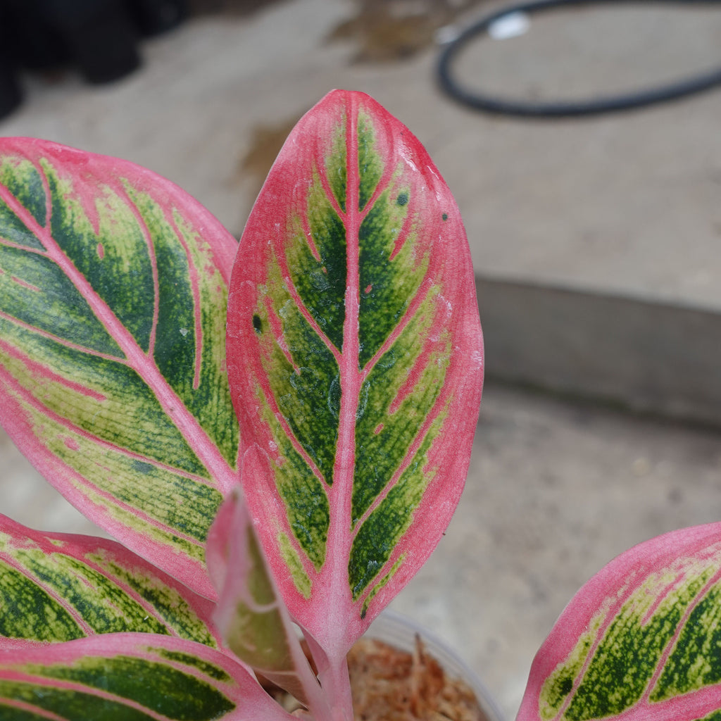 Aglaonema Lotus Delight