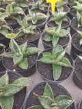 Sansevieria Macho