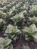 Sansevieria Mahanakorn