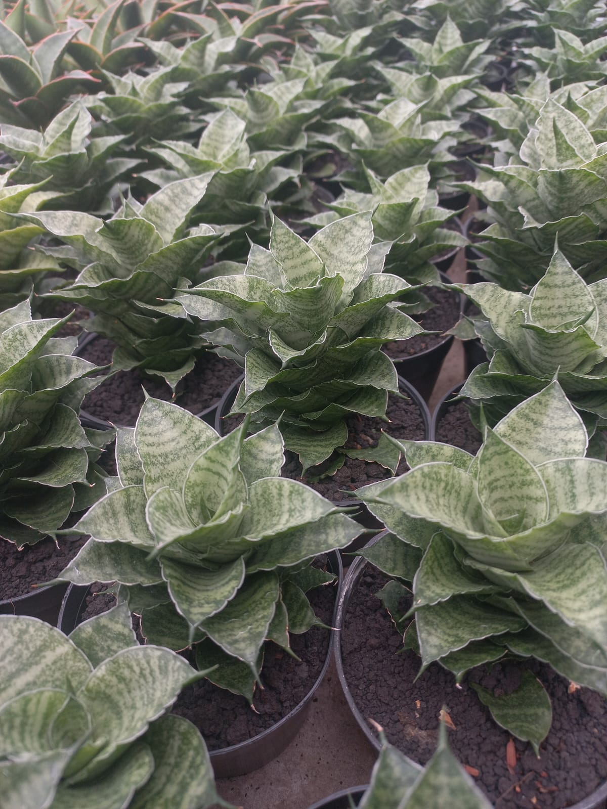 Sansevieria Mahanakorn