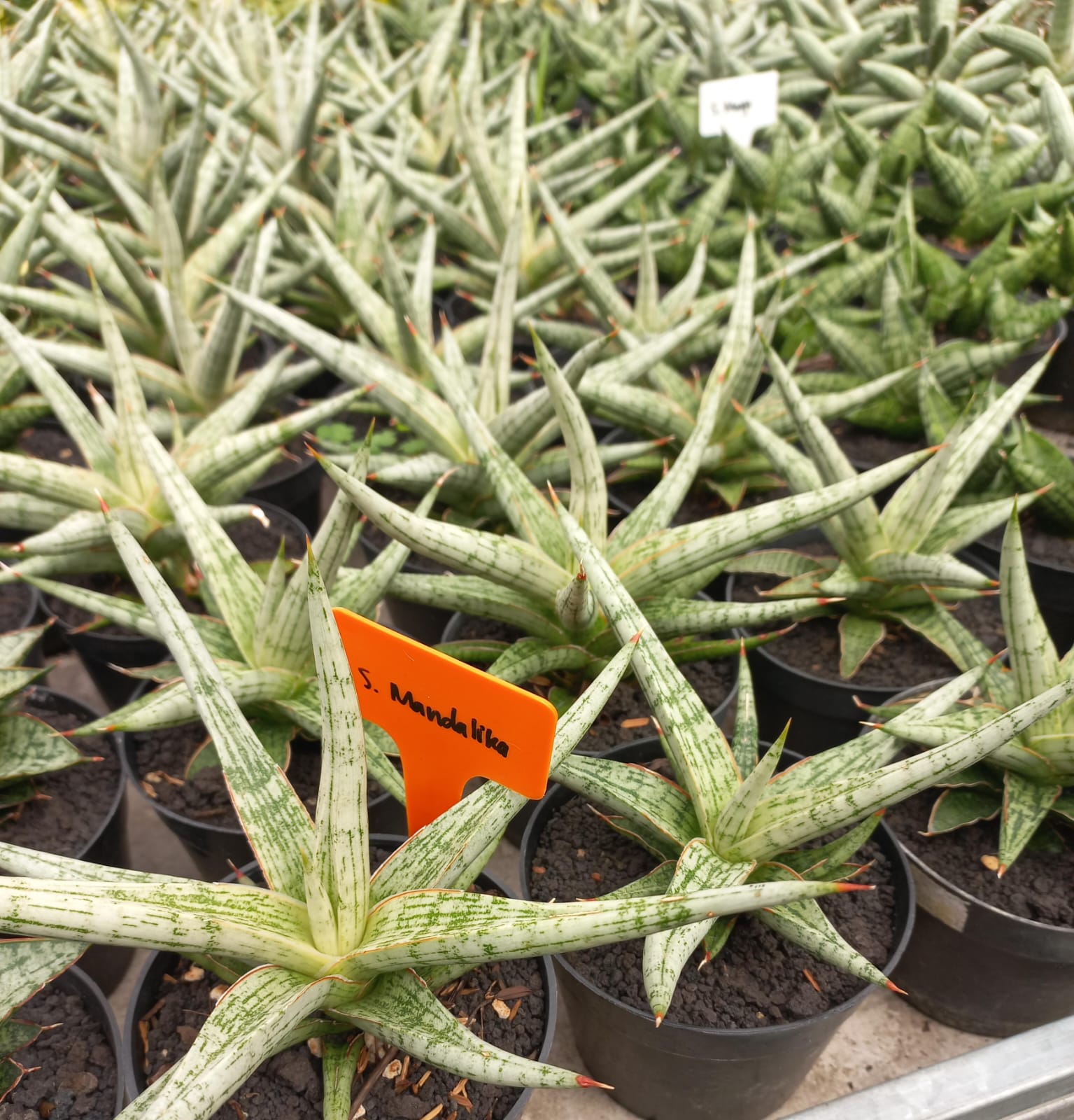 Sansevieria Mandalika