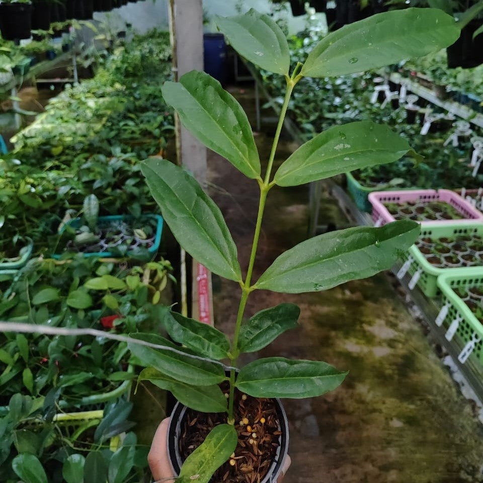 Hoya Medinilifolia Gold