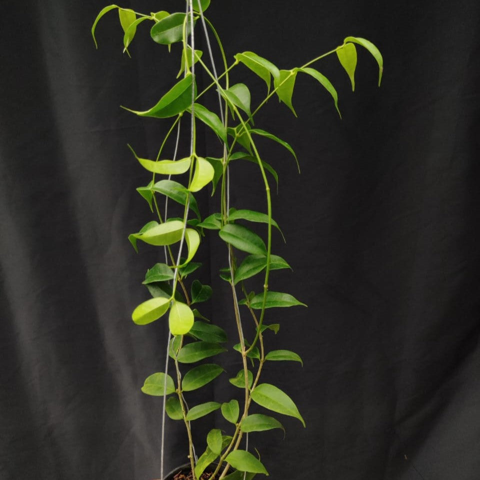 Hoya Medusa