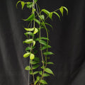 Hoya Medusa