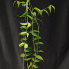 Hoya Medusa