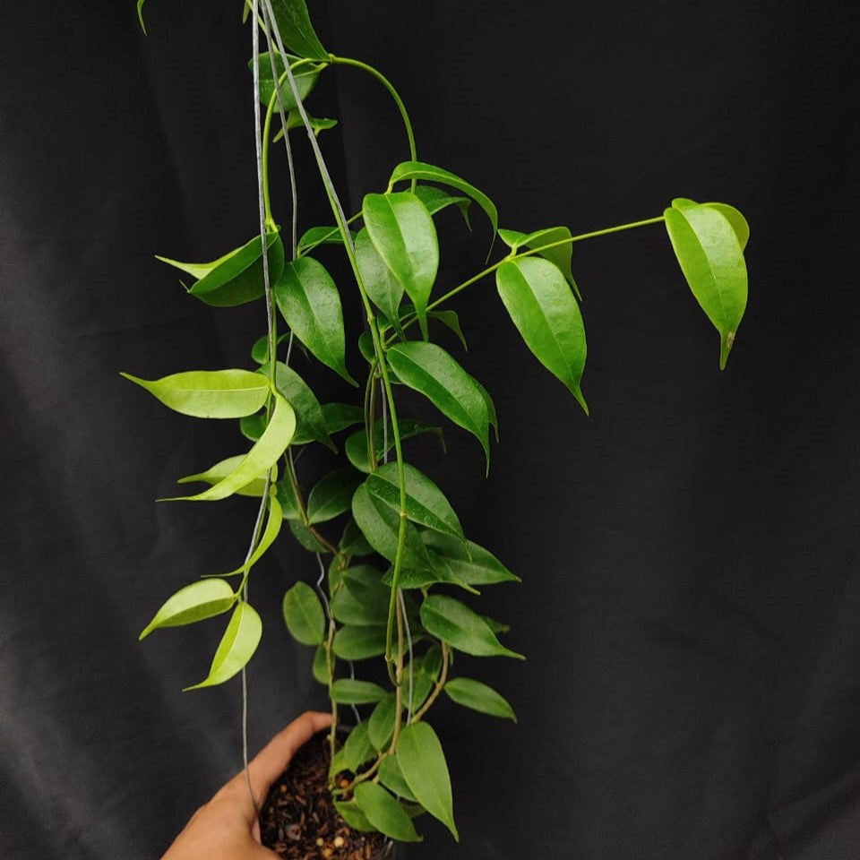 Hoya Medusa