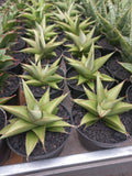 Sansevieria Milano