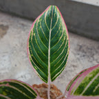 Aglaonema Minion
