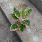 Aglaonema Minion