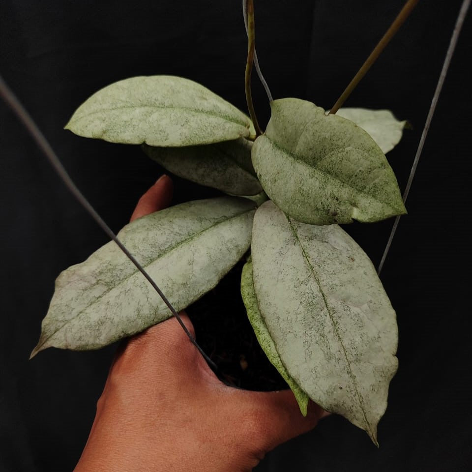 Hoya Mitrata Silver Kapuas Hulu