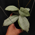 Hoya Mitrata Silver Kapuas Hulu