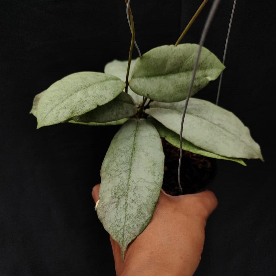 Hoya Mitrata Silver Kapuas Hulu