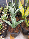 Sansevieria Moonshine Silver Angel