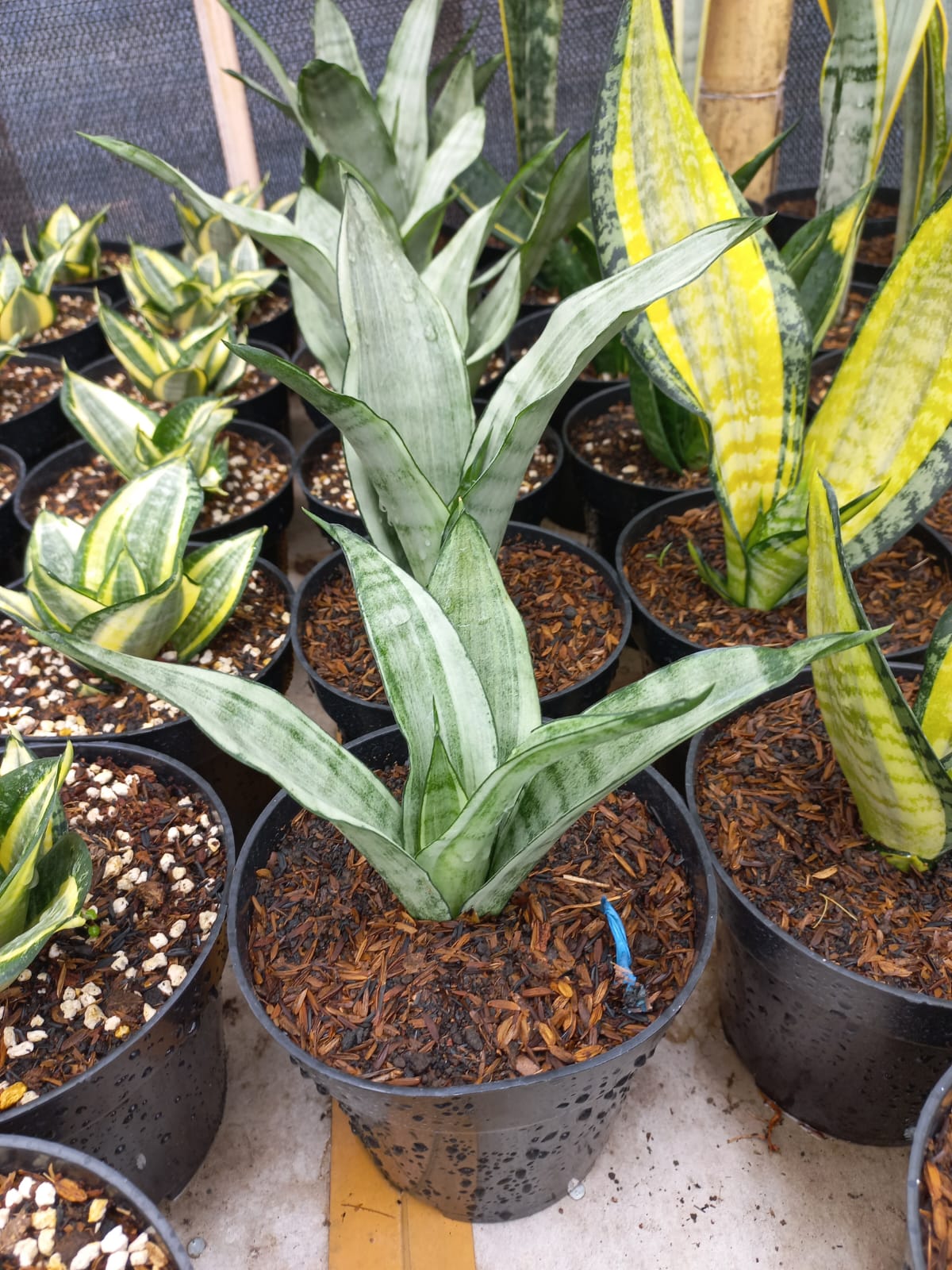 Sansevieria Moonshine Silver Angel