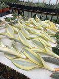Sansevieria Moonshine Splash