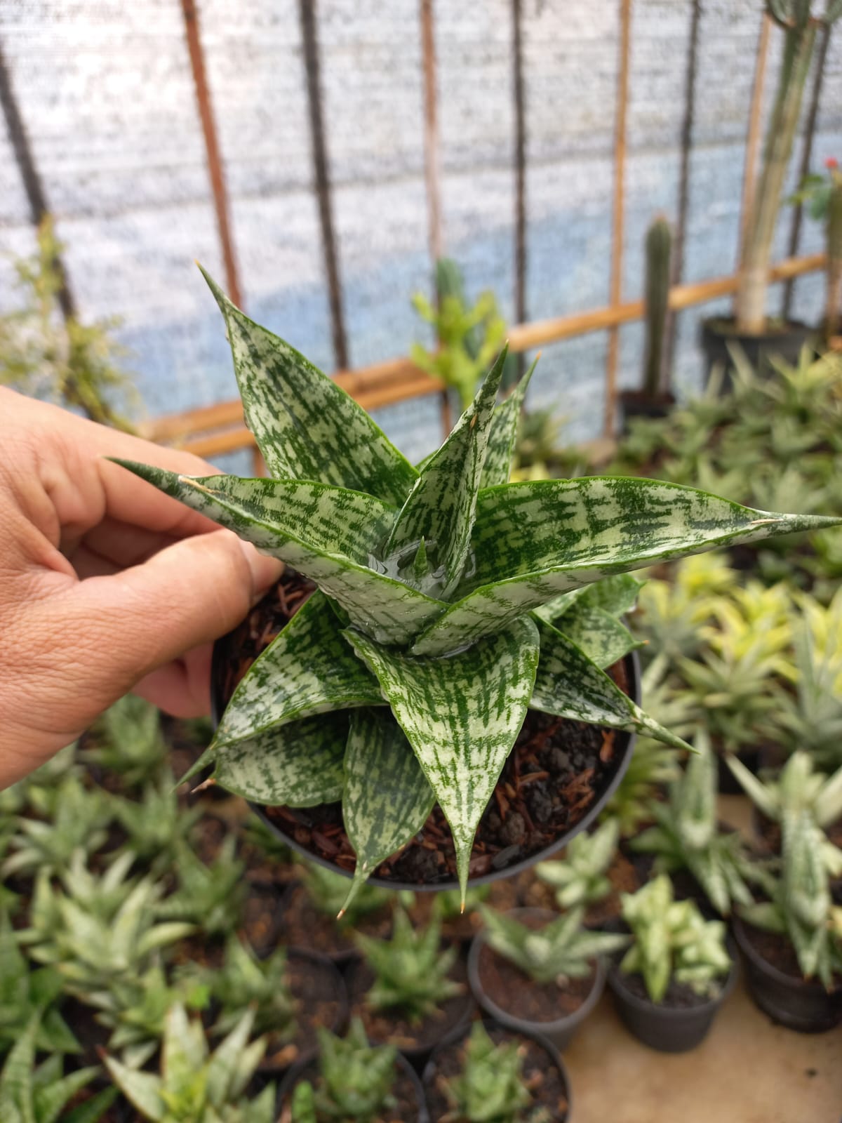Sansevieria Mosar