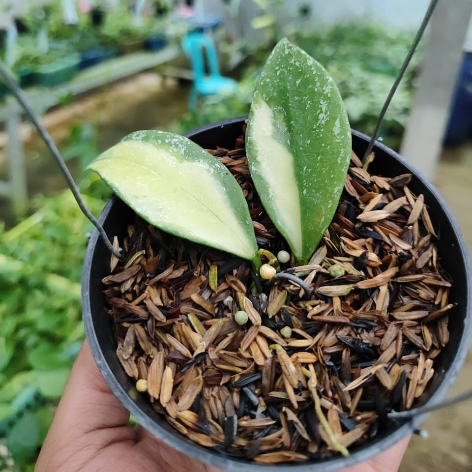 Hoya Nabawanensis Variegated