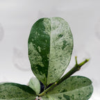 Hoya Occultata Silver