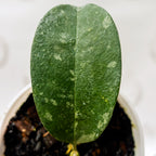 Hoya Occultata Silver