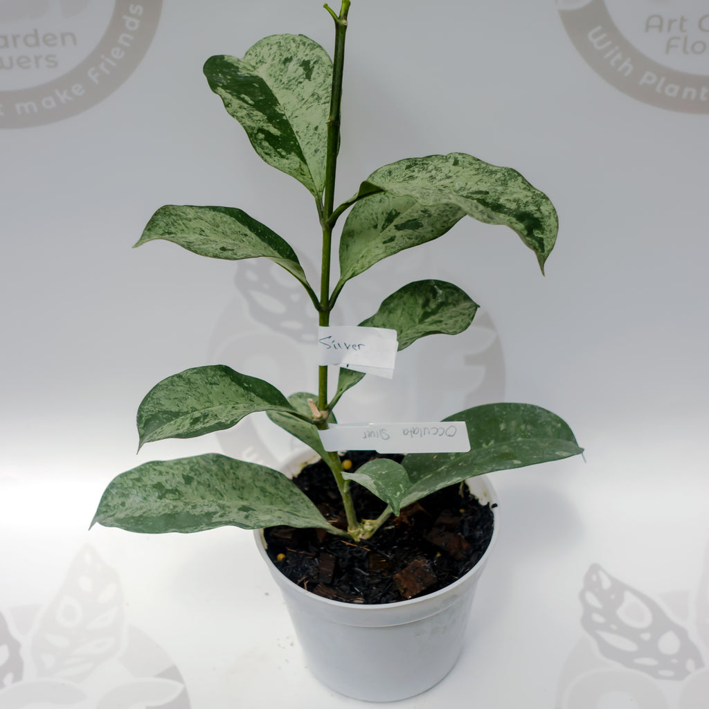 Hoya Occultata Silver