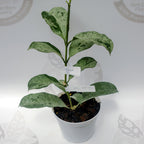 Hoya Occultata Silver