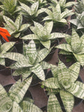 Sansevieria Pandawa