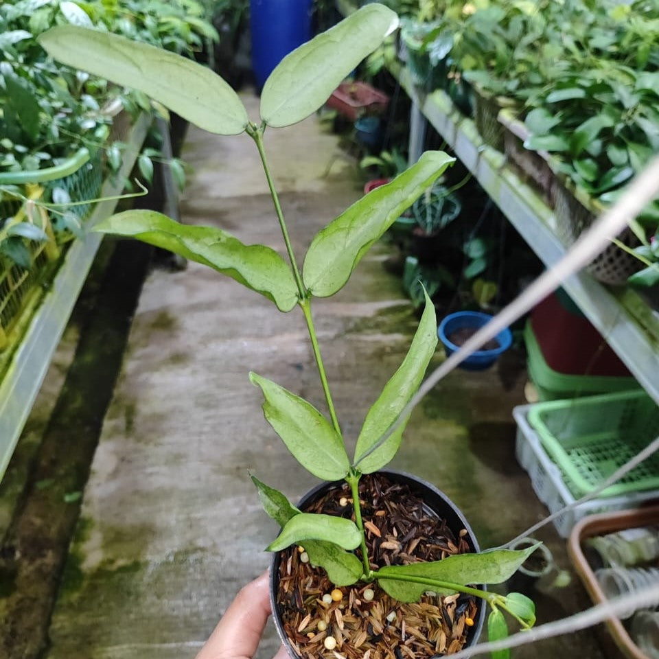 Hoya Pandurata Silver