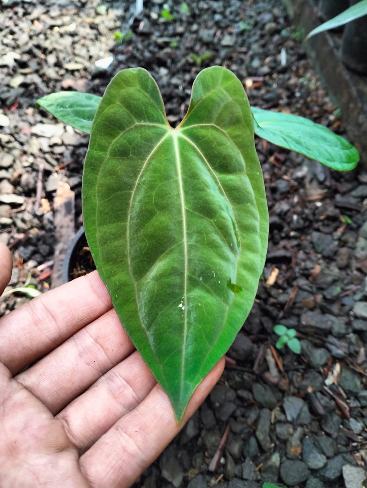 Anthurium Papi Dark Form x Gunayala