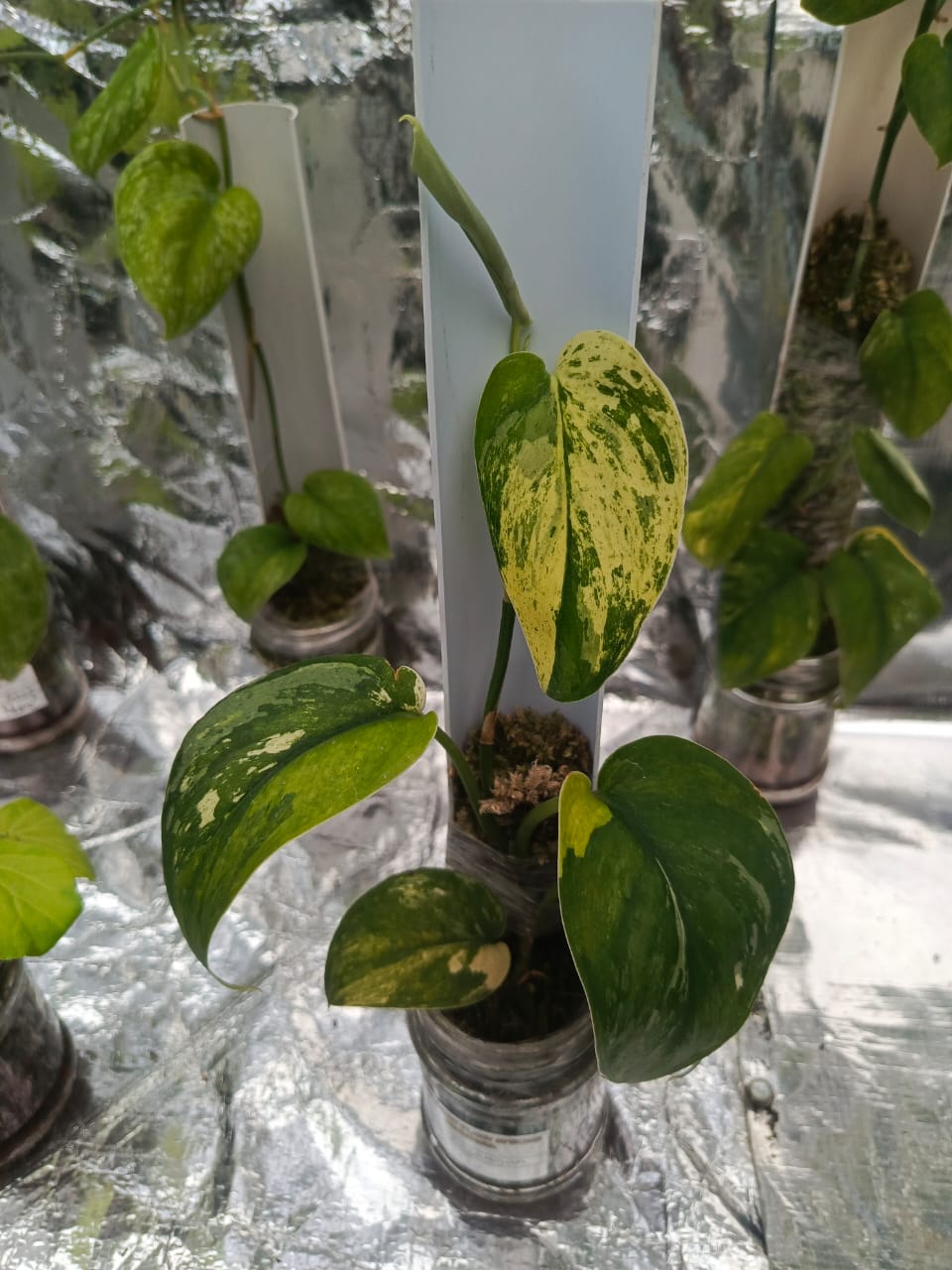 Scindapsus Parahyangan