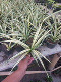Sansevieria Parvalancet White