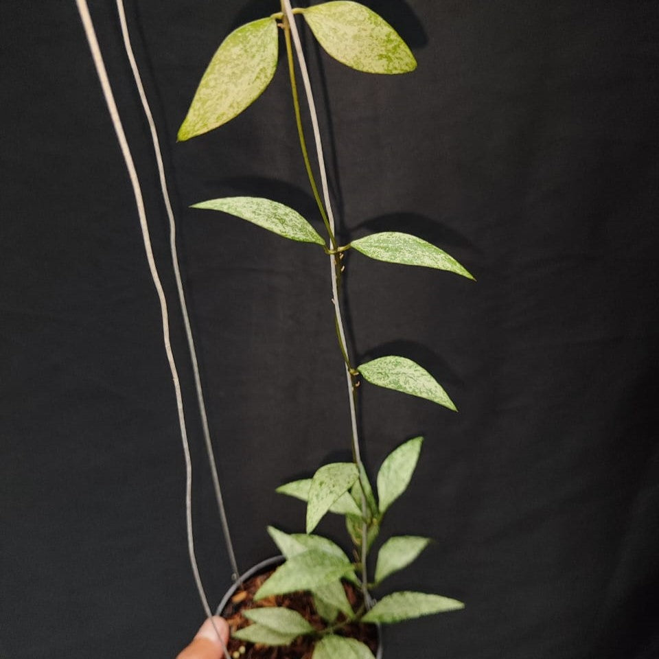 Hoya Parviflora Tala silver