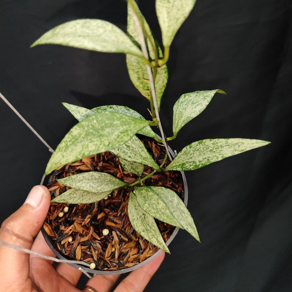 Hoya Parviflora Tala silver