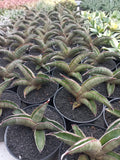 Sansevieria Pfisterii