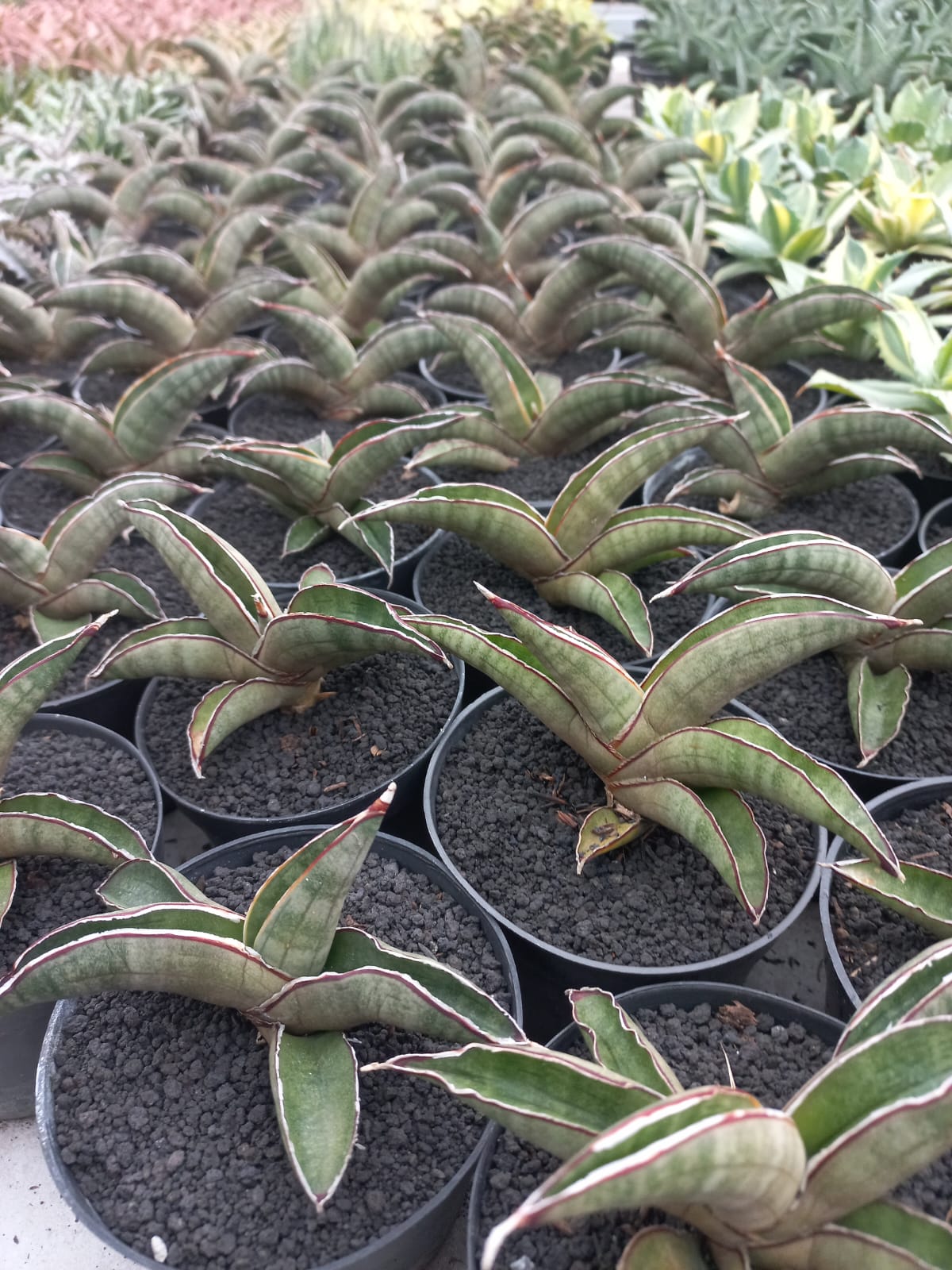Sansevieria Pfisterii