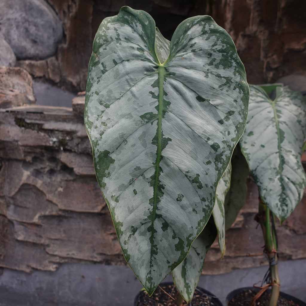 Philodendron Brandtianum
