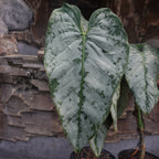 Philodendron Brandtianum