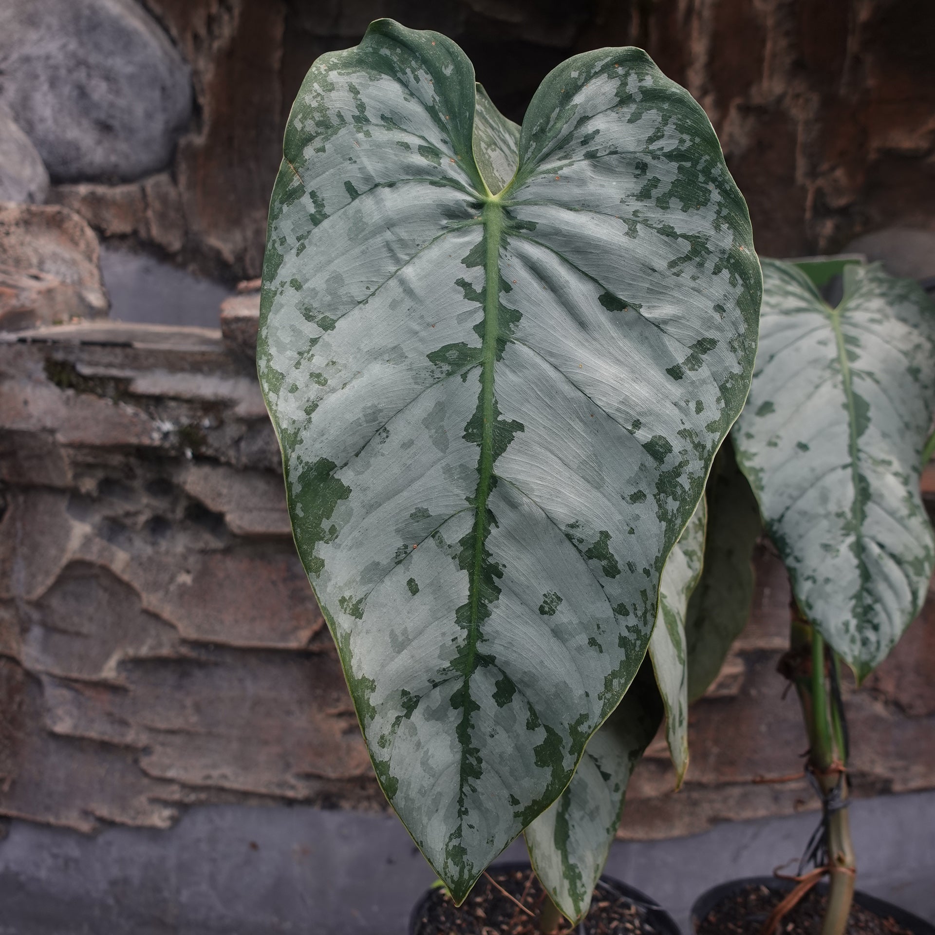 Philodendron Brandtianum