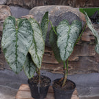 Philodendron Brandtianum