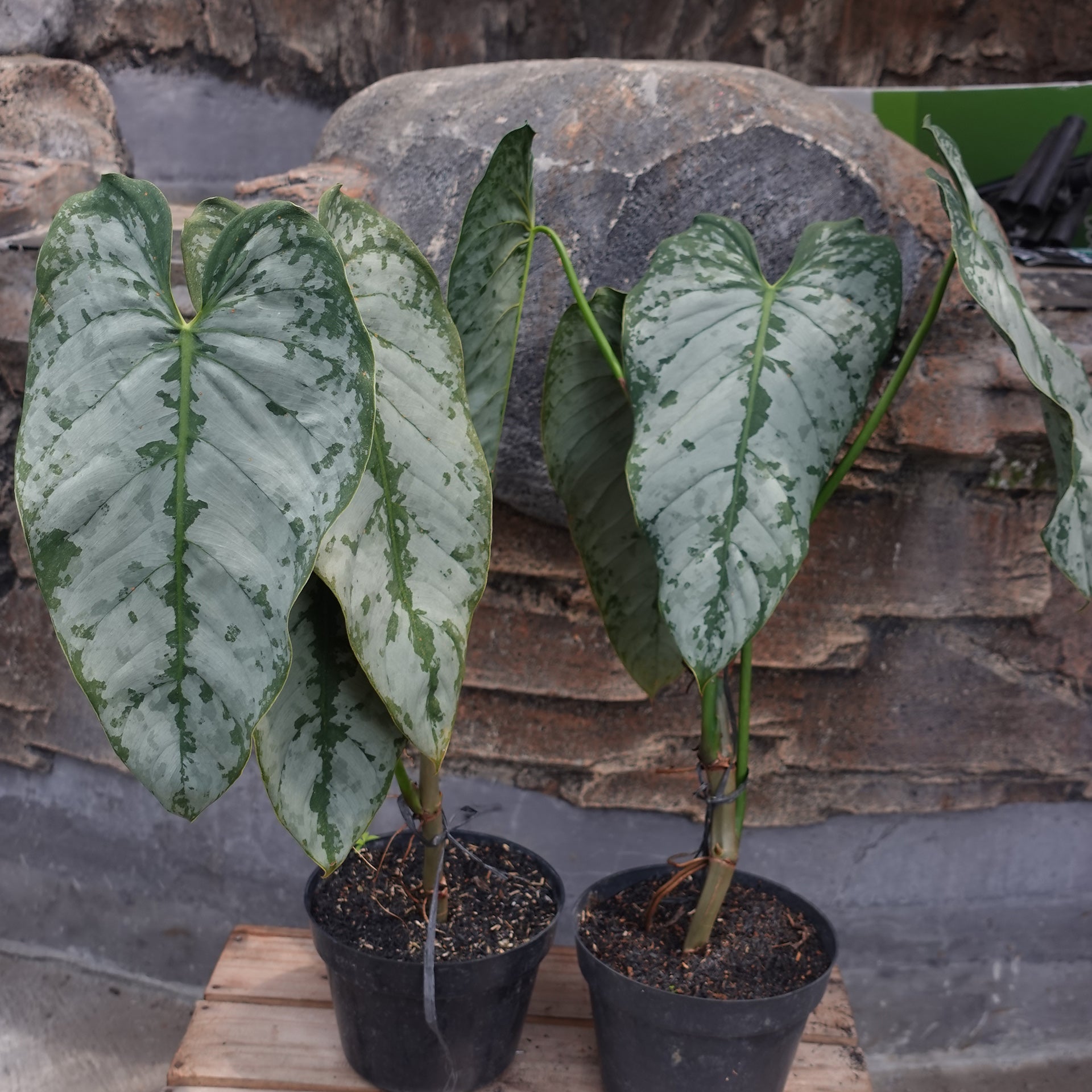Philodendron Brandtianum
