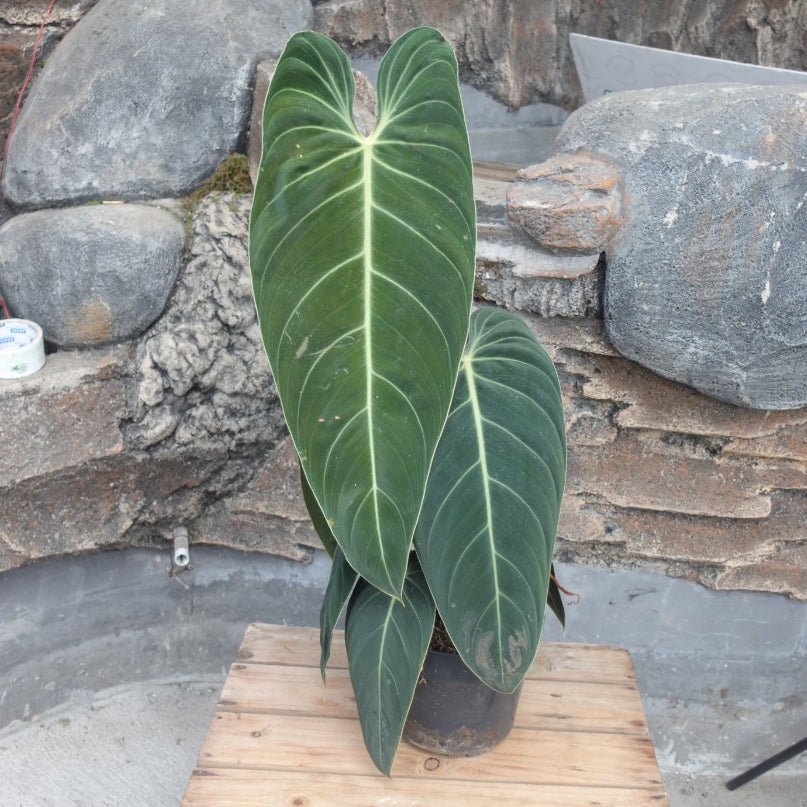 Philodendron Melanochrysum