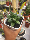Sansevieria Piramid