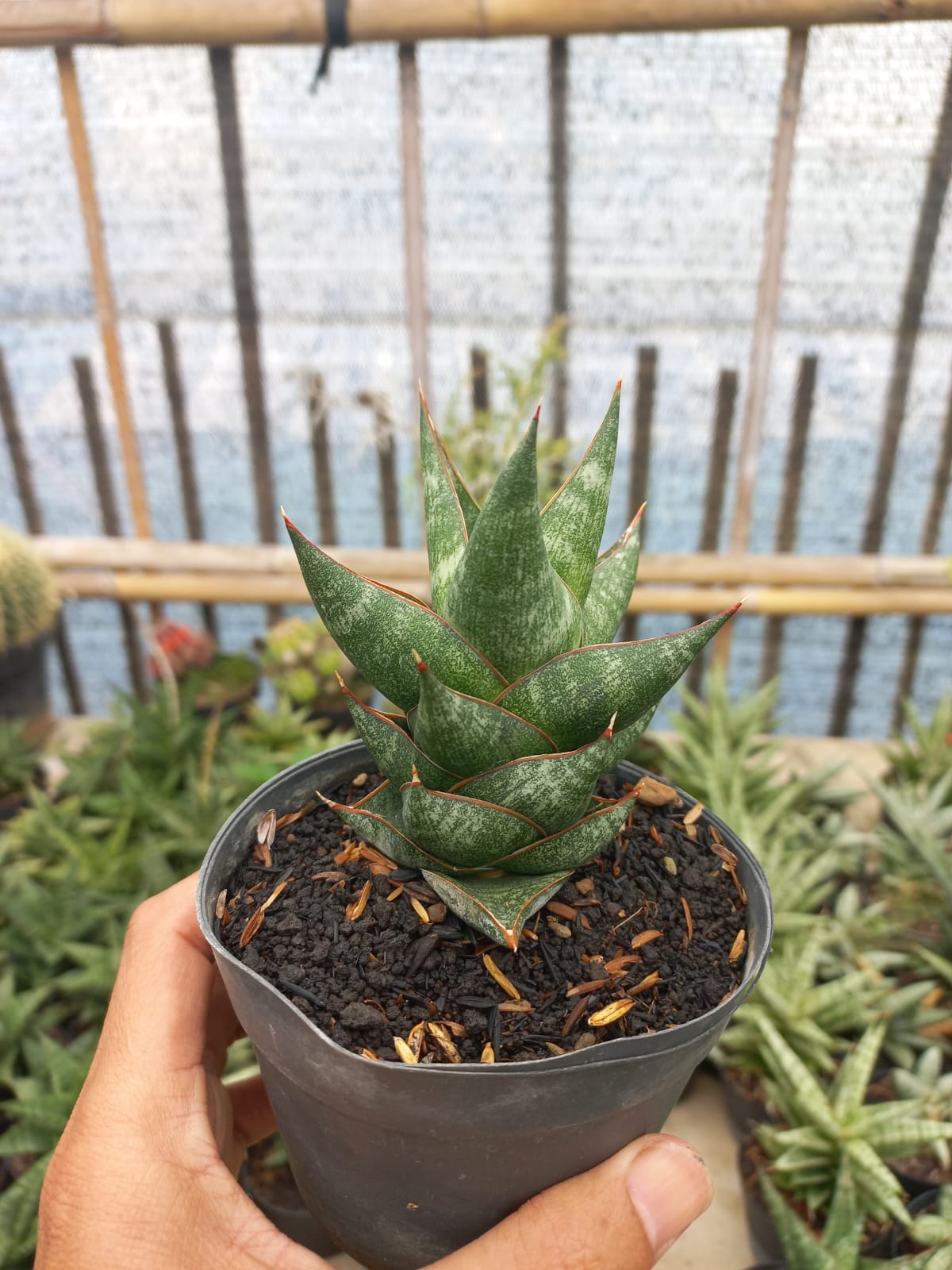 Sansevieria Prabu
