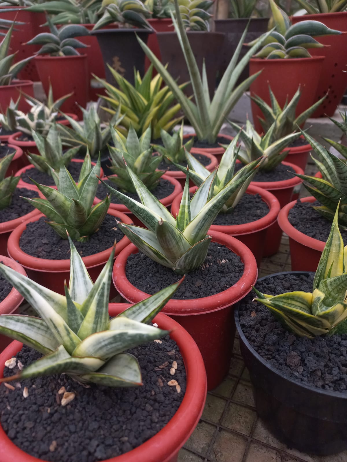 Sansevieria Predator