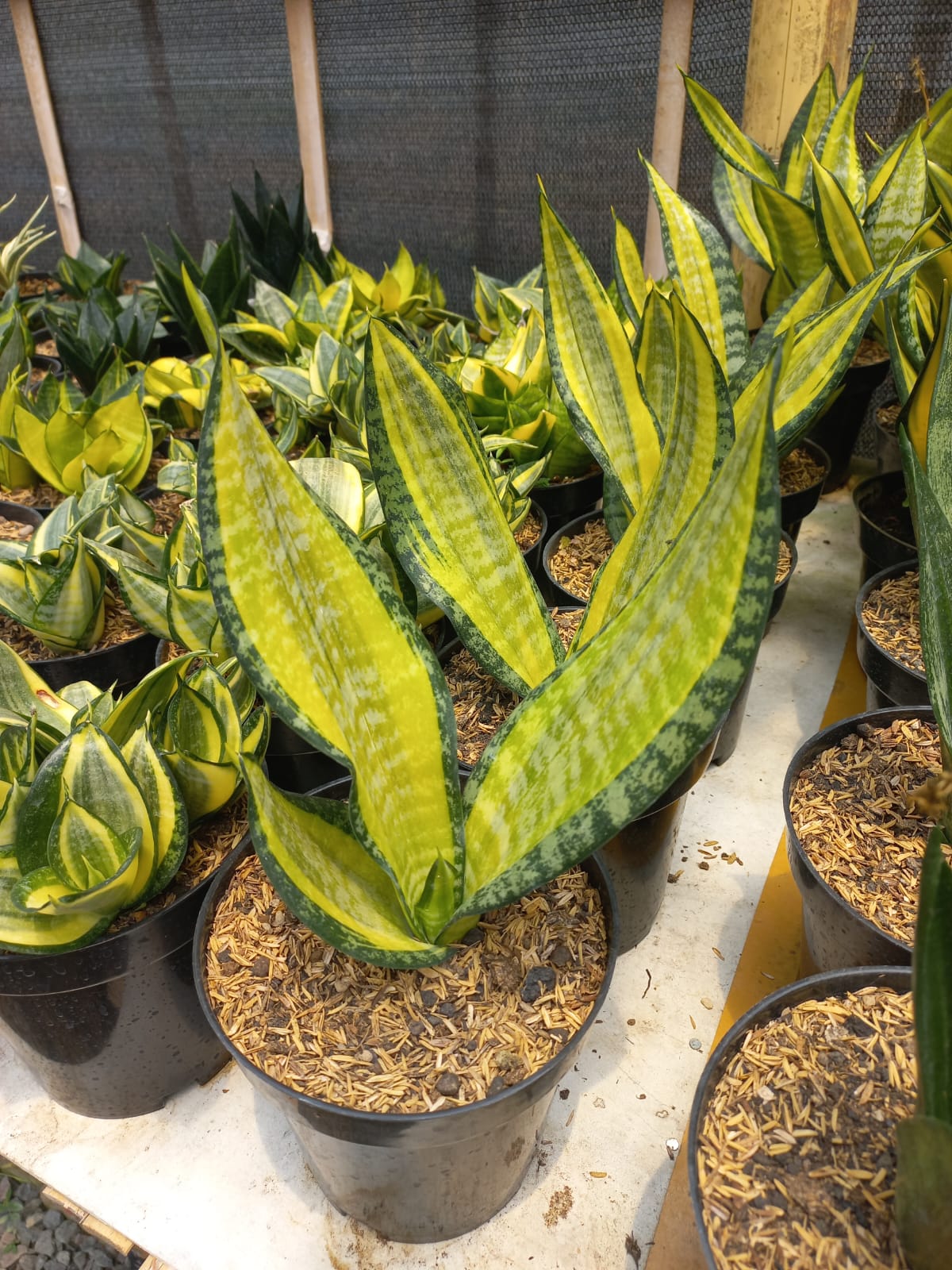 Sansevieria Pulsar