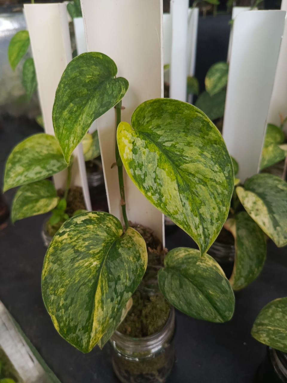 Scindapsus Rajatapura