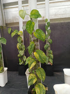 Scindapsus Rajatapura (Mother Plant)