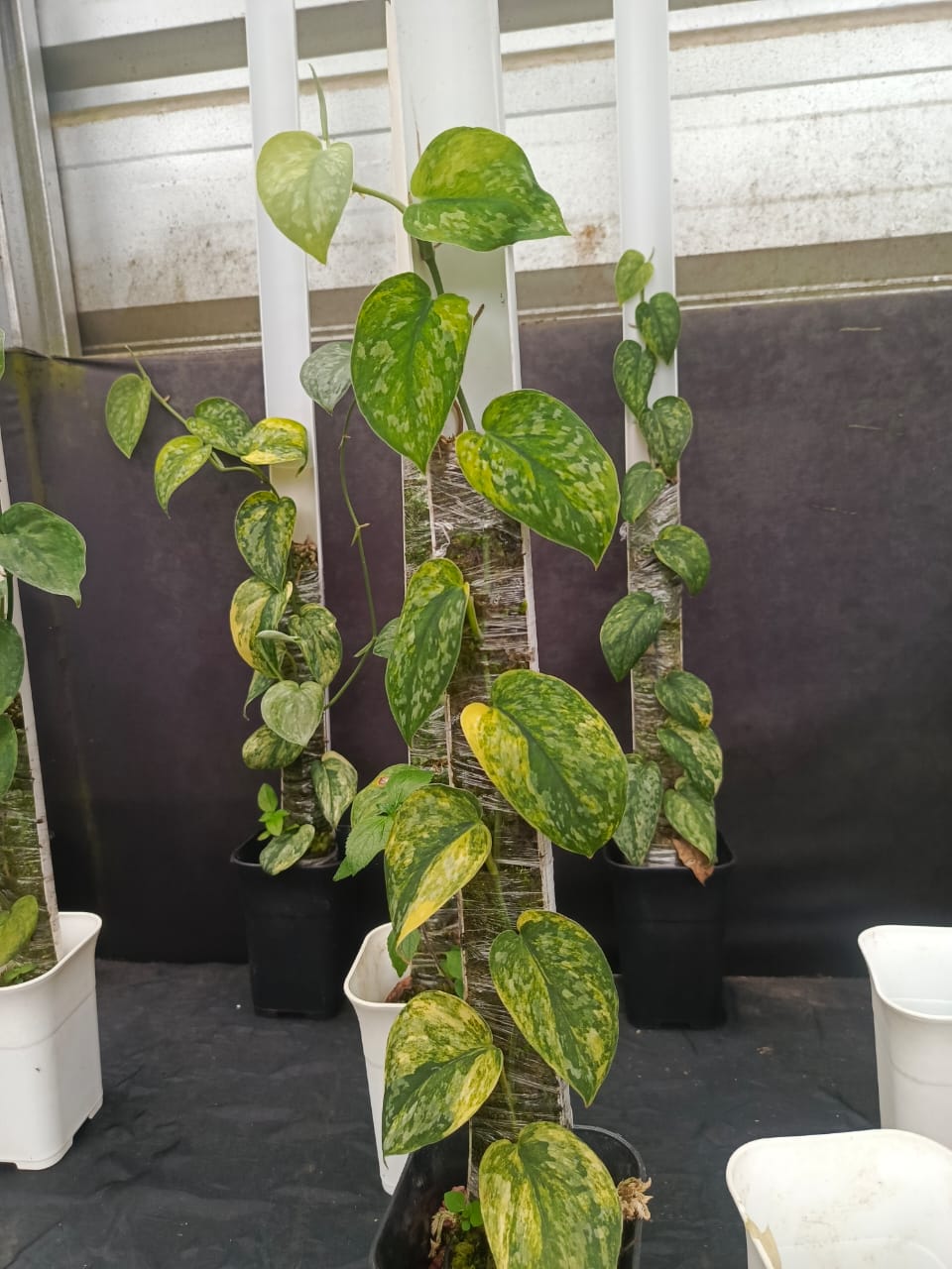 Scindapsus Rajatapura (Mother Plant)